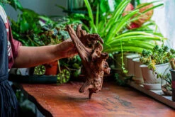 Natural Driftwood For Moss Terrarium, Miniature, Micro Landscape, Unique 12-21, Suitable For Both Live And Preserved Moss -Terrarium Plant Hub IMG 2343