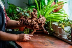 Natural Driftwood For Moss Terrarium, Miniature, Micro Landscape, Unique 12-21, Suitable For Both Live And Preserved Moss -Terrarium Plant Hub IMG 2344