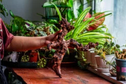 Natural Driftwood For Moss Terrarium, Miniature, Micro Landscape, Unique 12-24, Suitable For Both Live And Preserved Moss -Terrarium Plant Hub IMG 2347