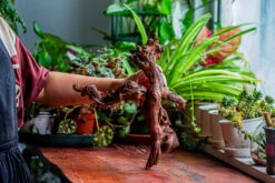 Natural Driftwood For Moss Terrarium, Miniature, Micro Landscape, Unique 12-24, Suitable For Both Live And Preserved Moss -Terrarium Plant Hub IMG 2348