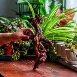 Natural Driftwood For Moss Terrarium, Miniature, Micro Landscape, Unique 12-24, Suitable For Both Live And Preserved Moss -Terrarium Plant Hub IMG 2349 487ed777 215f 4a65 8277 fd9301fb5644