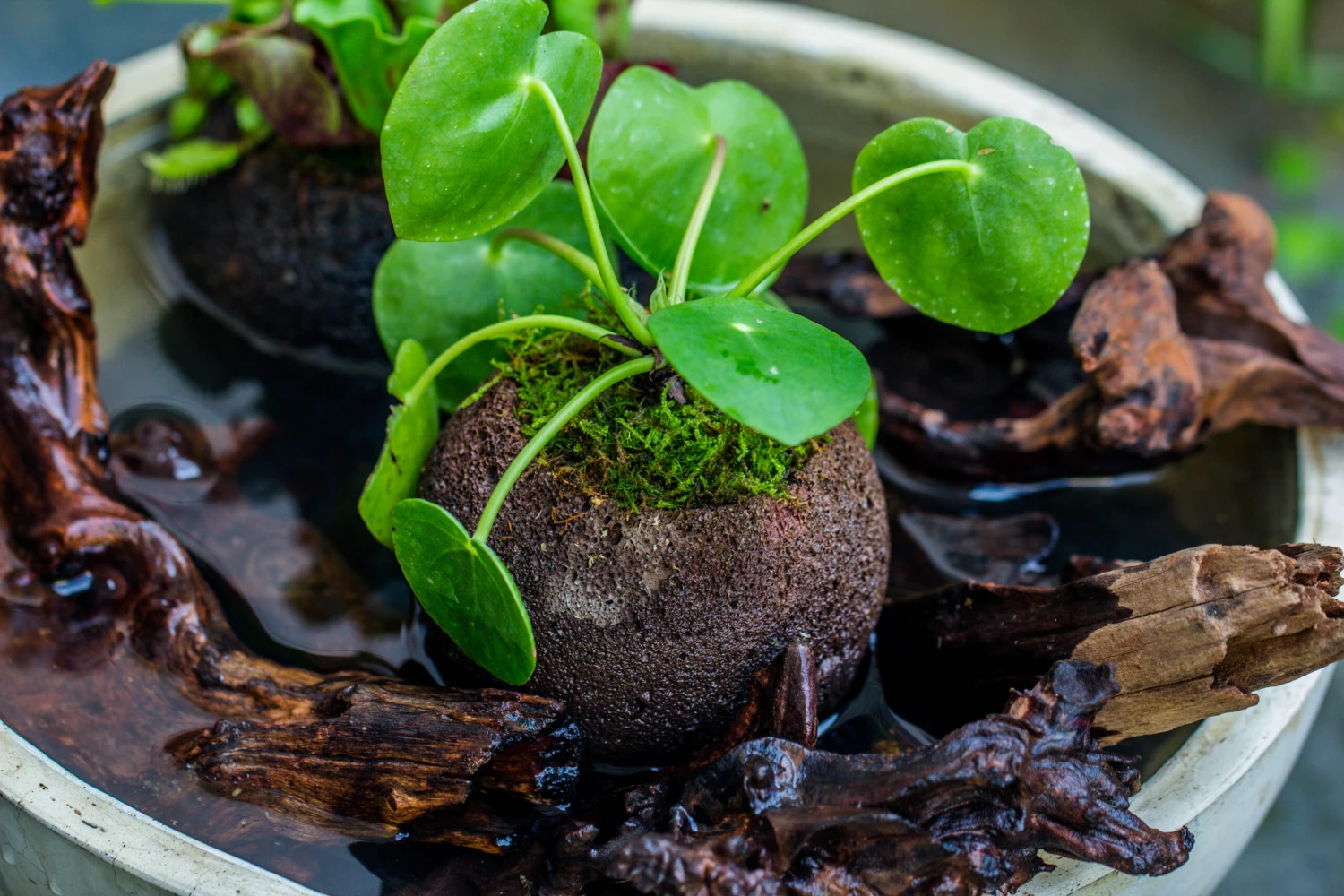 9cm / 3.5" Round Black Horticultural Lava Rock Volcanic Rock Planter For Succulents, Moss, Tropical Palants, Terrariums 13 9cm / 3.5" Round Black Horticultural Lava Rock Volcanic Rock Planter For Succulents, Moss, Tropical Palants, Terrariums - Image 11