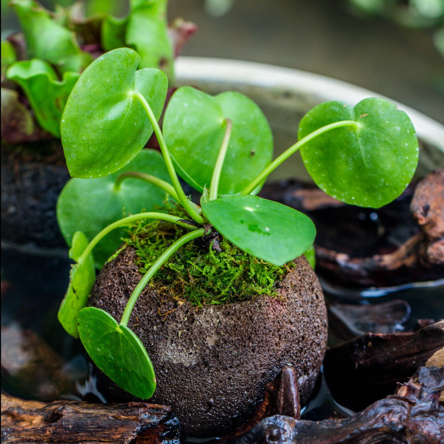 9cm / 3.5" Round Black Horticultural Lava Rock Volcanic Rock Planter For Succulents, Moss, Tropical Palants, Terrariums 4 9cm / 3.5" Round Black Horticultural Lava Rock Volcanic Rock Planter For Succulents, Moss, Tropical Palants, Terrariums - Image 2
