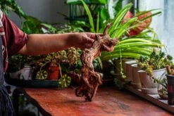 Natural Driftwood For Moss Terrarium, Miniature, Micro Landscape, Unique 12-2, Suitable For Both Live And Preserved Moss -Terrarium Plant Hub IMG 2359 9647989a 3dc8 4927 b976 dcffb90d613c