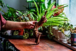 Natural Driftwood For Moss Terrarium, Miniature, Micro Landscape, Unique 12-2, Suitable For Both Live And Preserved Moss -Terrarium Plant Hub IMG 2360 c8dba464 1f24 4477 82d7 272a94fc678a