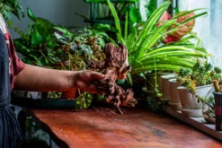 Natural Driftwood For Moss Terrarium, Miniature, Micro Landscape, Unique 12-2, Suitable For Both Live And Preserved Moss -Terrarium Plant Hub IMG 2361 3d152afa 0515 48a7 bcae e7f5e83889e9