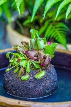 3 Unit 12cm / 4.7" Round Red Horticultural Lava Rock Volcanic Rock Planter For Succulents, Moss, Tropical Palants, Terrariums -Terrarium Plant Hub IMG 2364