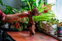 Natural Driftwood For Moss Terrarium, Miniature, Micro Landscape, Unique 12-9, Suitable For Both Live And Preserved Moss -Terrarium Plant Hub IMG 2377