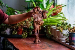 Natural Driftwood For Moss Terrarium, Miniature, Micro Landscape, Unique 12-9, Suitable For Both Live And Preserved Moss -Terrarium Plant Hub IMG 2378