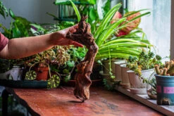 Natural Driftwood For Moss Terrarium, Miniature, Micro Landscape, Unique 12-9, Suitable For Both Live And Preserved Moss -Terrarium Plant Hub IMG 2379