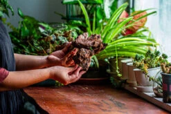 Natural Driftwood For Moss Terrarium, Miniature, Micro Landscape, Unique 12-9, Suitable For Both Live And Preserved Moss -Terrarium Plant Hub IMG 2380