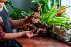 Natural Driftwood For Moss Terrarium, Miniature, Micro Landscape, Unique 12-9, Suitable For Both Live And Preserved Moss -Terrarium Plant Hub IMG 2381