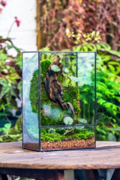 Red Horticultural Lava Rock Volcanic Rock Soil For Cacti Succulents Potted Plants Bonsai -Terrarium Plant Hub IMG 2441