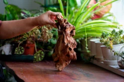 Natural Driftwood For Moss Terrarium, Miniature, Micro Landscape, Unique 12-69, Suitable For Both Live And Preserved Moss -Terrarium Plant Hub IMG 2470 6c2954f8 41fe 4e6c 99de ac4bffb86b01