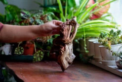 Natural Driftwood For Moss Terrarium, Miniature, Micro Landscape, Unique 12-69, Suitable For Both Live And Preserved Moss -Terrarium Plant Hub IMG 2472 35453d28 c6eb 4156 8843 e45be3897af5