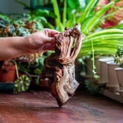 Natural Driftwood For Moss Terrarium, Miniature, Micro Landscape, Unique 12-52, Suitable For Both Live And Preserved Moss -Terrarium Plant Hub IMG 2472 a9cb2ccc 2b45 4bfc 9c65 71fce0fbf6e6