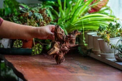 Natural Driftwood For Moss Terrarium, Miniature, Micro Landscape, Unique 12-52, Suitable For Both Live And Preserved Moss -Terrarium Plant Hub IMG 2477 226ccd3c 1cc2 46c5 9862 5f4da4bb13f5