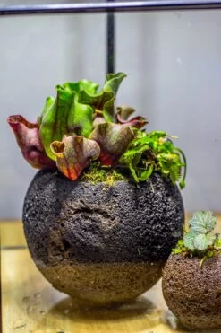 3 Unit 12cm / 4.7" Round Red Horticultural Lava Rock Volcanic Rock Planter For Succulents, Moss, Tropical Palants, Terrariums -Terrarium Plant Hub IMG 2478