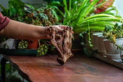 Natural Driftwood For Moss Terrarium, Miniature, Micro Landscape, Unique 12-52, Suitable For Both Live And Preserved Moss -Terrarium Plant Hub IMG 2479