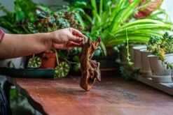 Natural Driftwood For Moss Terrarium, Miniature, Micro Landscape, Unique 12-52, Suitable For Both Live And Preserved Moss -Terrarium Plant Hub IMG 2480