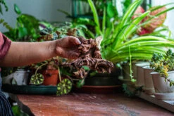 Natural Driftwood For Moss Terrarium, Miniature, Micro Landscape, Unique 12-52, Suitable For Both Live And Preserved Moss -Terrarium Plant Hub IMG 2481