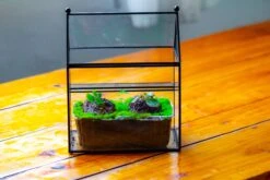 NCYP Simplified House Shape Glass Geometric Terrarium, With Side Door, With Mesh Vent Holes For Small Insects Pet -Terrarium Plant Hub IMG 2503