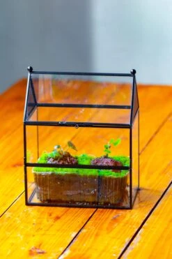 NCYP Simplified House Shape Glass Geometric Terrarium, With Side Door, With Mesh Vent Holes For Small Insects Pet -Terrarium Plant Hub IMG 2504