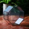 Handmade Octagon Glass Geometric Terrarium With Side Vent, Spider Terrarium, Jumping Spider/Snail Terrarium, Jumping Spider Enclosure -Terrarium Plant Hub IMG 2560 598d1944 b902 4661 ac09 8e3a4b980d50