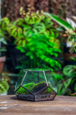 Handmade Geometric Half Ball, Pentagon, Close Terrarium, With Door For Moss -Terrarium Plant Hub IMG 2561 2