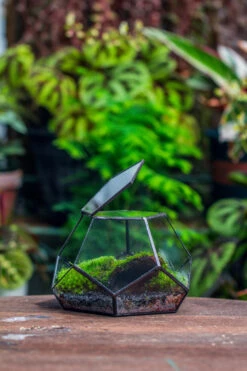 Handmade Geometric Half Ball, Pentagon, Close Terrarium, With Door For Moss -Terrarium Plant Hub IMG 2562