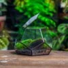 Handmade Geometric Half Ball, Pentagon, Close Terrarium, With Door For Moss -Terrarium Plant Hub IMG 2562 5