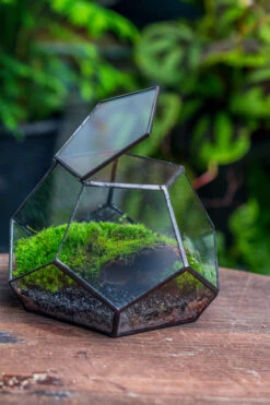 Handmade Geometric Half Ball, Pentagon, Close Terrarium, With Door For Moss -Terrarium Plant Hub IMG 2563