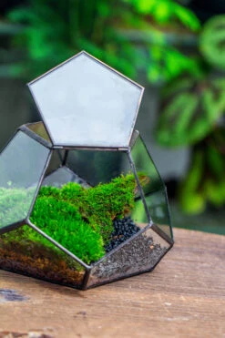 Handmade Geometric Half Ball, Pentagon, Close Terrarium, With Door For Moss -Terrarium Plant Hub IMG 2564 7