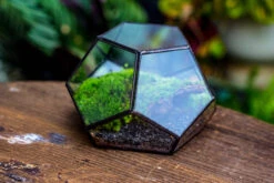 Handmade Geometric Half Ball, Pentagon, Close Terrarium, With Door For Moss -Terrarium Plant Hub IMG 2565