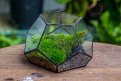 Handmade Geometric Half Ball, Pentagon, Close Terrarium, With Door For Moss -Terrarium Plant Hub IMG 2567