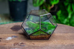 Handmade Geometric Half Ball, Pentagon, Close Terrarium, With Door For Moss -Terrarium Plant Hub IMG 2568 6