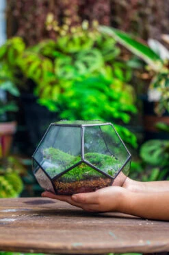 Handmade Geometric Half Ball, Pentagon, Close Terrarium, With Door For Moss -Terrarium Plant Hub IMG 2569 6
