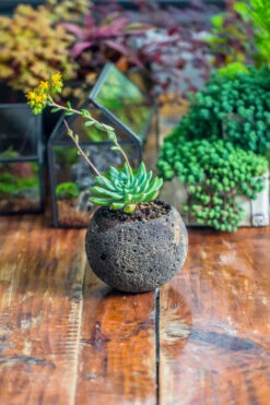 3 Units 8cm / 3.1" Round Black Horticultural Lava Rock Volcanic Rock Planter For Succulents, Moss, Tropical Palants, Terrariums -Terrarium Plant Hub IMG 2650