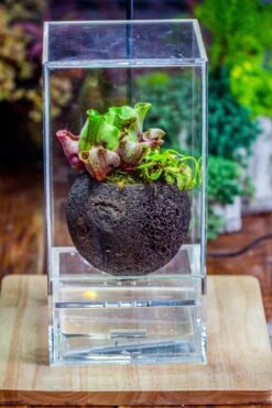 3 Unit 12cm / 4.7" Round Red Horticultural Lava Rock Volcanic Rock Planter For Succulents, Moss, Tropical Palants, Terrariums -Terrarium Plant Hub IMG 2653