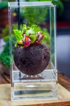 3 Unit 12cm / 4.7" Round Red Horticultural Lava Rock Volcanic Rock Planter For Succulents, Moss, Tropical Palants, Terrariums -Terrarium Plant Hub IMG 2655