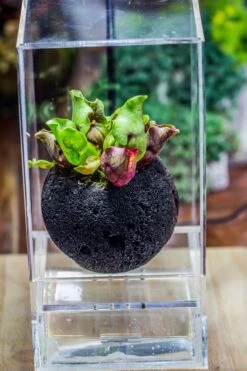 3 Unit 12cm / 4.7" Round Red Horticultural Lava Rock Volcanic Rock Planter For Succulents, Moss, Tropical Palants, Terrariums -Terrarium Plant Hub IMG 2657