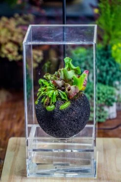 3 Unit 12cm / 4.7" Round Red Horticultural Lava Rock Volcanic Rock Planter For Succulents, Moss, Tropical Palants, Terrariums -Terrarium Plant Hub IMG 2658