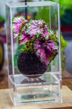 3 Units 10cm / 3.7" Round Red Horticultural Lava Rock Volcanic Rock Planter For Succulents, Moss, Tropical Palants, Terrariums -Terrarium Plant Hub IMG 2661