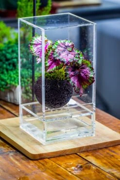 3 Units 10cm / 3.7" Round Red Horticultural Lava Rock Volcanic Rock Planter For Succulents, Moss, Tropical Palants, Terrariums -Terrarium Plant Hub IMG 2662