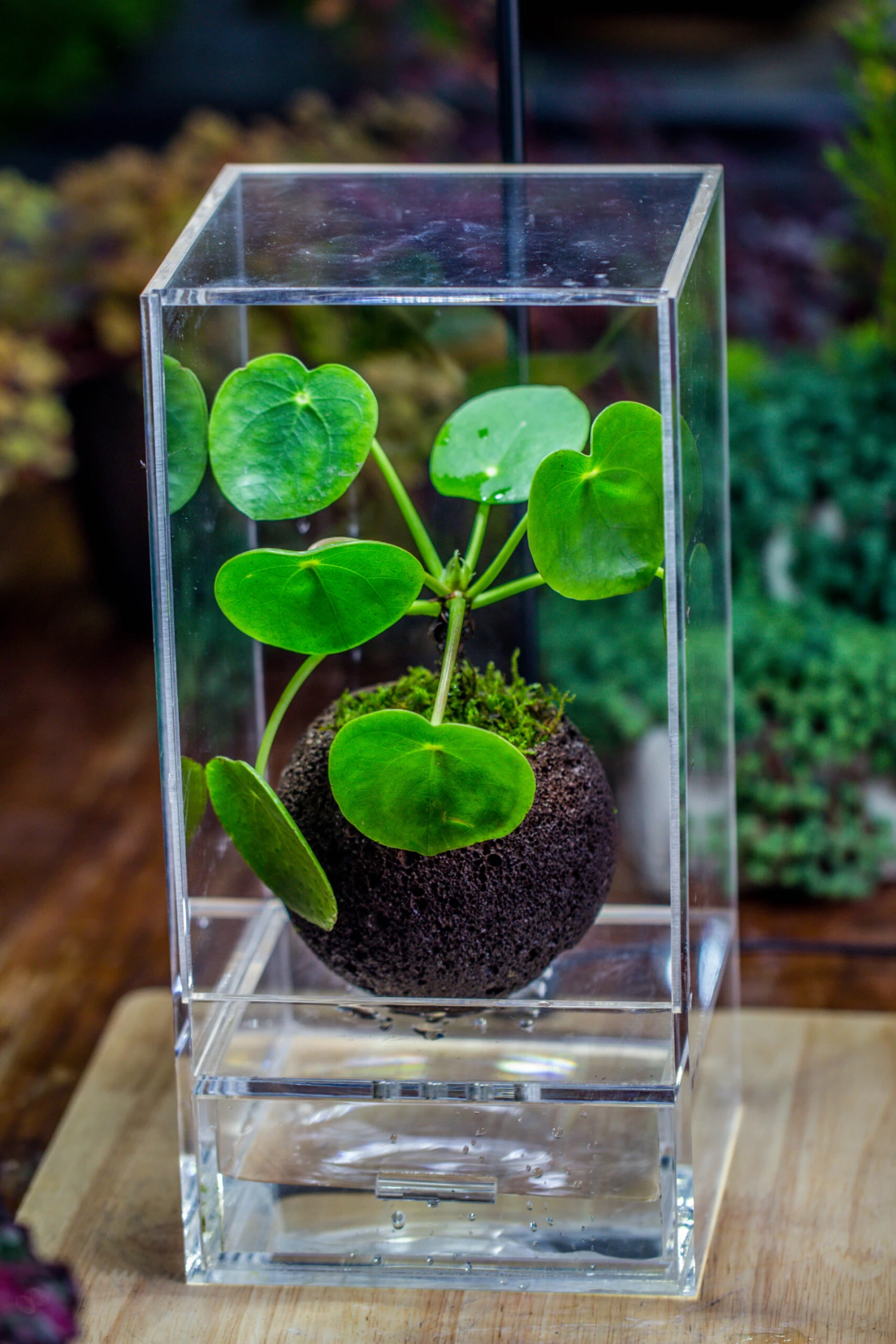 9cm / 3.5" Round Black Horticultural Lava Rock Volcanic Rock Planter For Succulents, Moss, Tropical Palants, Terrariums 14 9cm / 3.5" Round Black Horticultural Lava Rock Volcanic Rock Planter For Succulents, Moss, Tropical Palants, Terrariums - Image 12