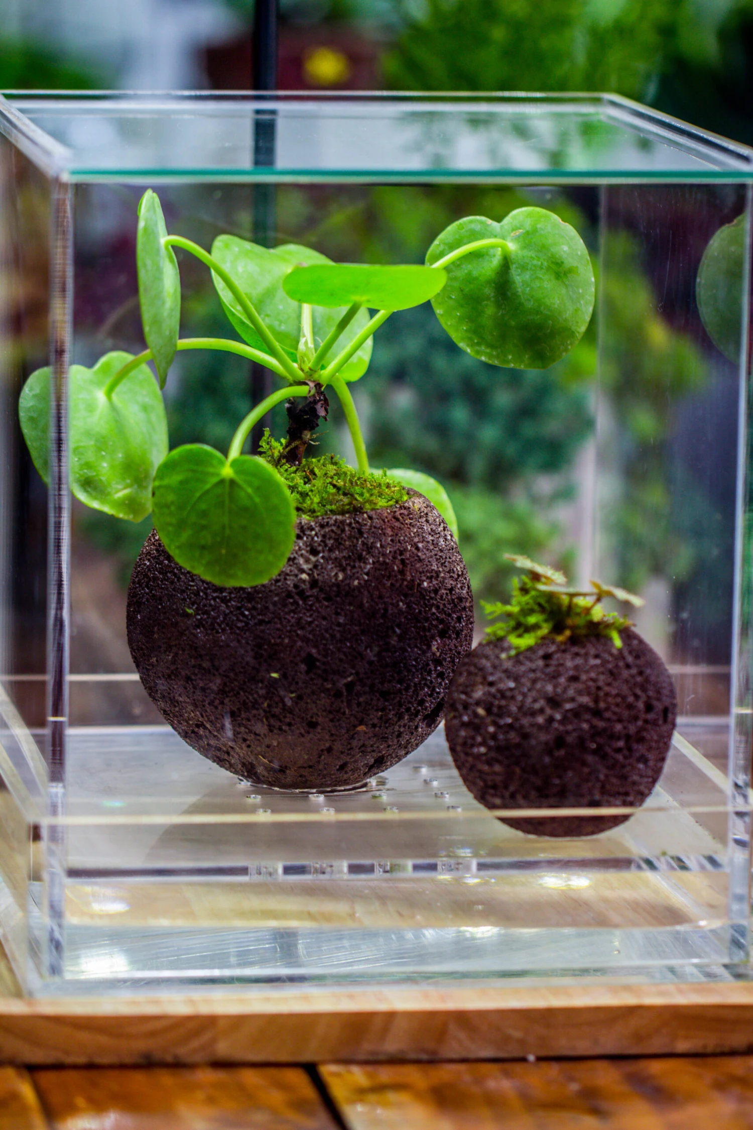 9cm / 3.5" Round Black Horticultural Lava Rock Volcanic Rock Planter For Succulents, Moss, Tropical Palants, Terrariums 15 9cm / 3.5" Round Black Horticultural Lava Rock Volcanic Rock Planter For Succulents, Moss, Tropical Palants, Terrariums - Image 13