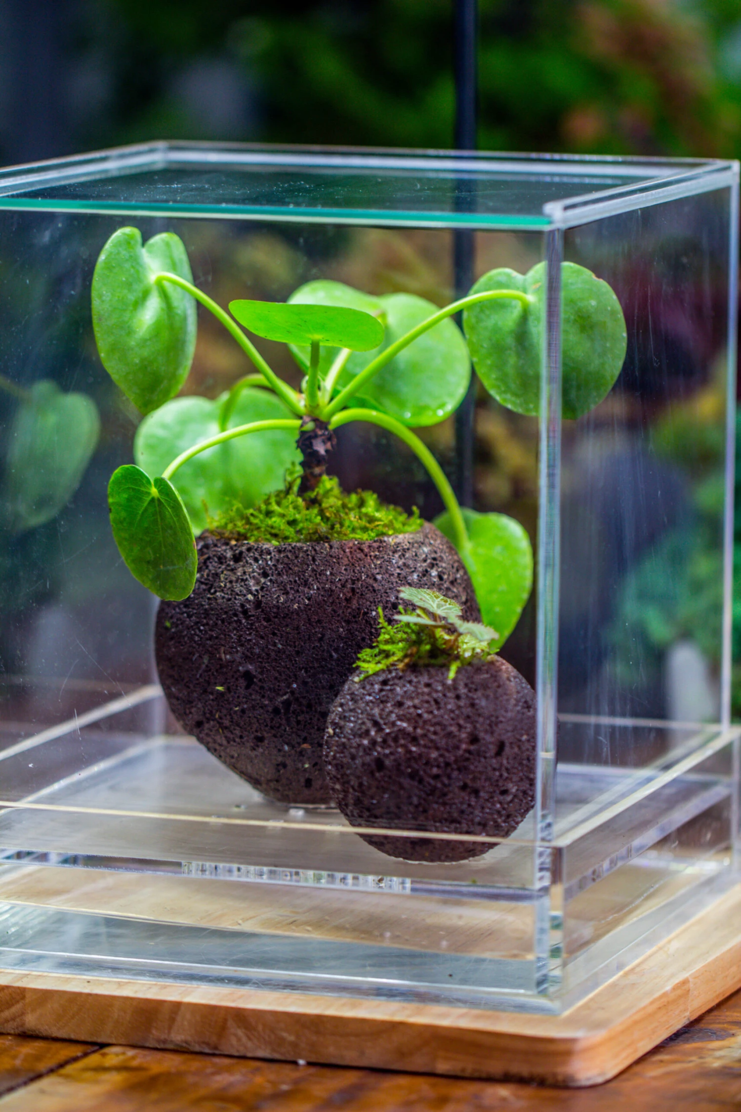 9cm / 3.5" Round Black Horticultural Lava Rock Volcanic Rock Planter For Succulents, Moss, Tropical Palants, Terrariums 16 9cm / 3.5" Round Black Horticultural Lava Rock Volcanic Rock Planter For Succulents, Moss, Tropical Palants, Terrariums - Image 14