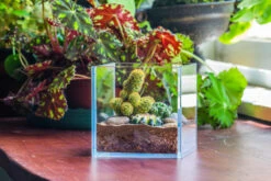 Red Horticultural Lava Rock Volcanic Rock Soil For Cacti Succulents Potted Plants Bonsai -Terrarium Plant Hub IMG 2791