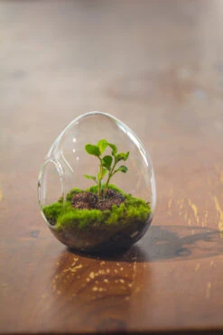 Dried Moss, 24L For DIY, Terrarium Building, Microlandscape, Orchid, Fern, Vertical Gardening 38 Dried Moss, 24L For DIY, Terrarium Building, Microlandscape, Orchid, Fern, Vertical Gardening -Terrarium Plant Hub IMG 2908