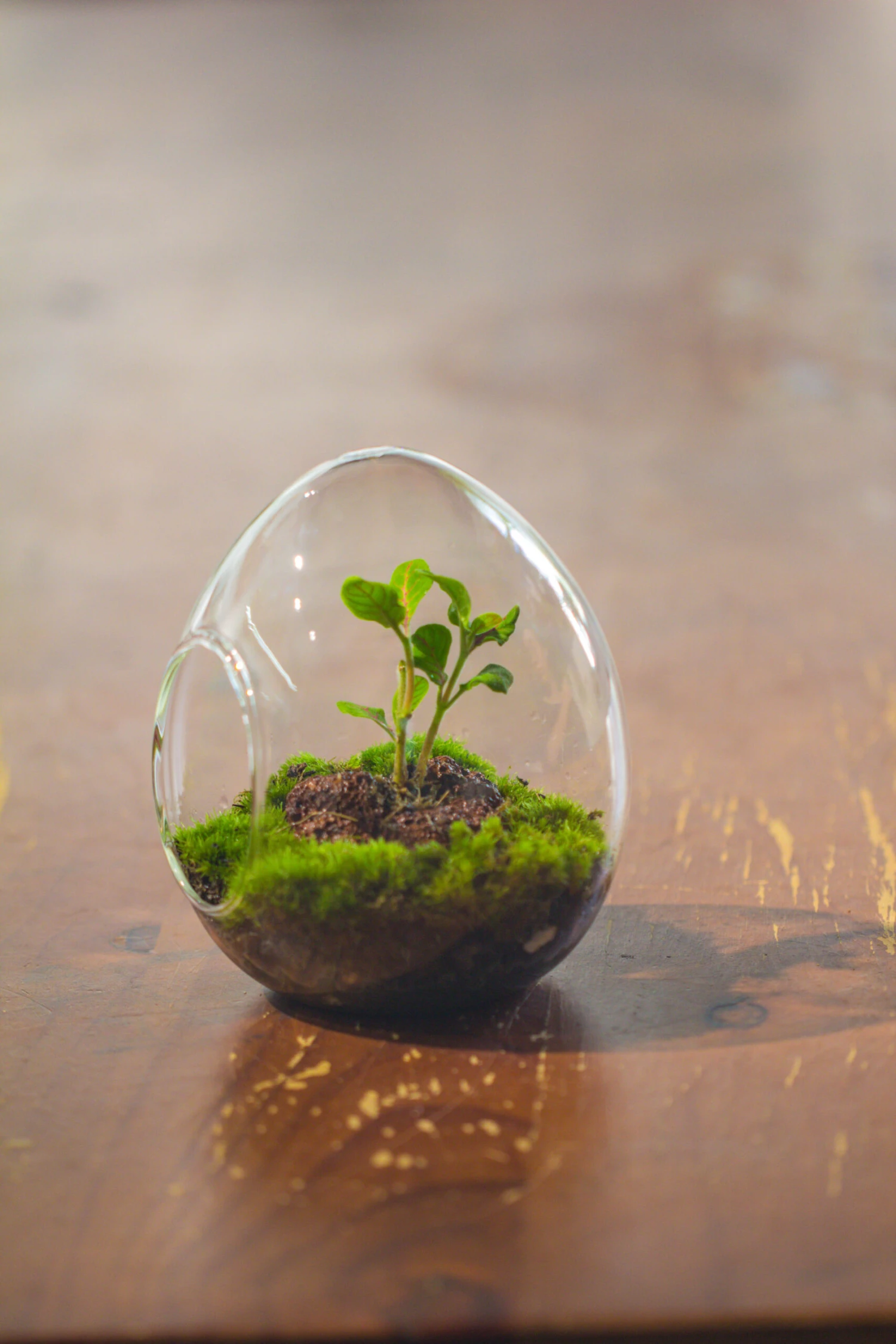 Dried Moss, 24L For DIY, Terrarium Building, Microlandscape, Orchid, Fern, Vertical Gardening 19 Dried Moss, 24L For DIY, Terrarium Building, Microlandscape, Orchid, Fern, Vertical Gardening - Image 17